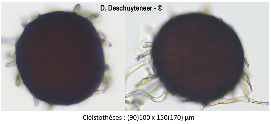 Golovinomyces artemisiae